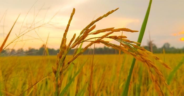 Sống Như Một Đứa Trẻ – Bí Quyết Để Khơi Dậy Sáng Tạo Và Hạnh Phúc Mỗi Ngày